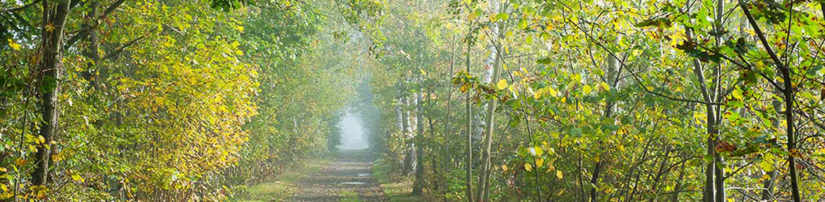 Waldweg